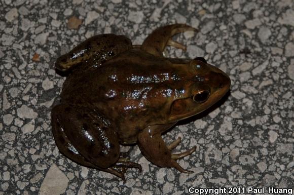 Pig Frog (Lithobates grylio)