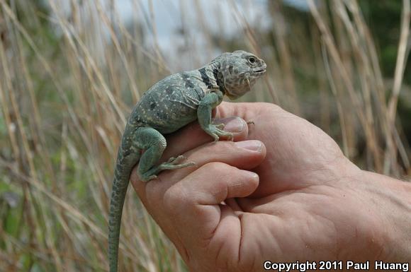 Eastern Collared Lizard (Crotaphytus collaris)