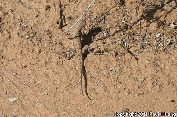 Lesser Earless Lizard (Holbrookia maculata)