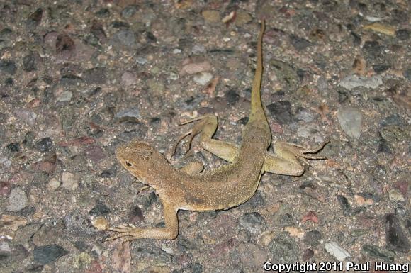 Lesser Earless Lizard (Holbrookia maculata)