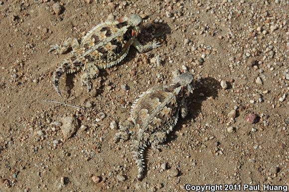 Blainville's Horned Lizard (Phrynosoma blainvillii)