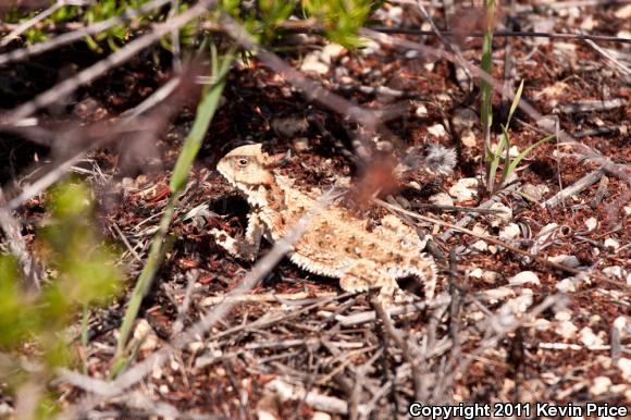 Blainville's Horned Lizard (Phrynosoma blainvillii)