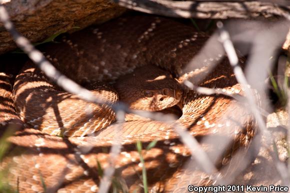 Red Diamond Rattlesnake (Crotalus ruber)