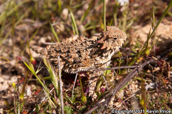 Blainville's Horned Lizard (Phrynosoma blainvillii)