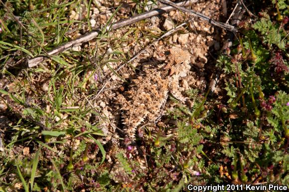 Blainville's Horned Lizard (Phrynosoma blainvillii)