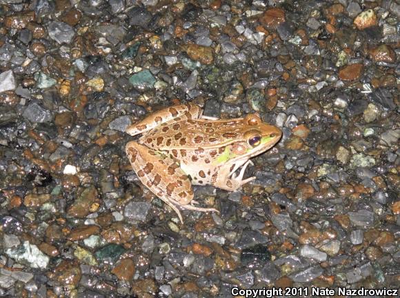 Southern Leopard Frog (Lithobates sphenocephalus utricularius)