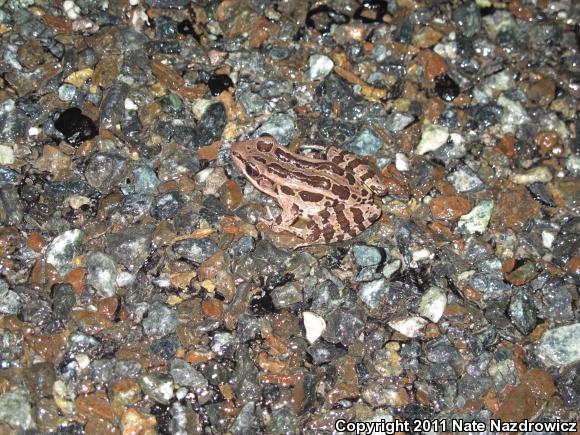 Pickerel Frog (Lithobates palustris)