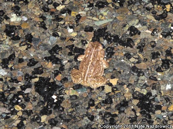 Fowler's Toad (Anaxyrus fowleri)