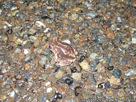 Eastern Spadefoot (Scaphiopus holbrookii)