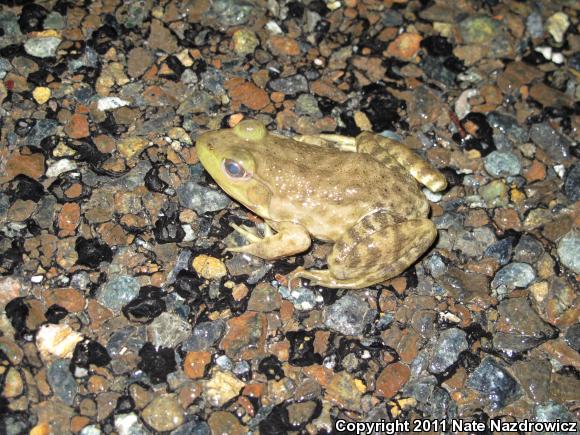 American Bullfrog (Lithobates catesbeianus)