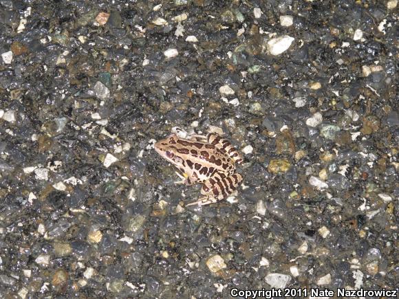 Pickerel Frog (Lithobates palustris)