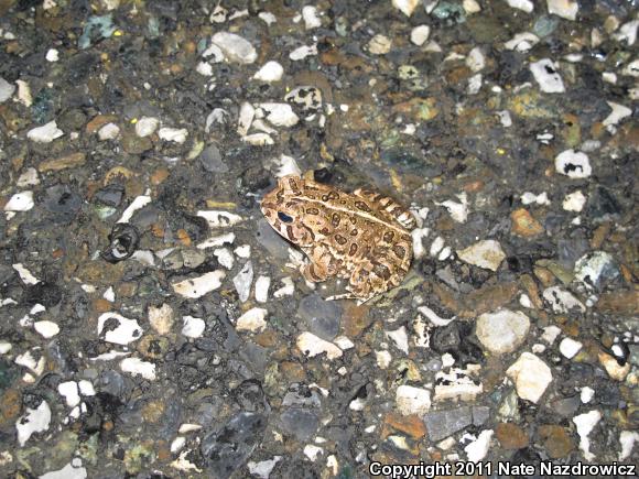 Fowler's Toad (Anaxyrus fowleri)