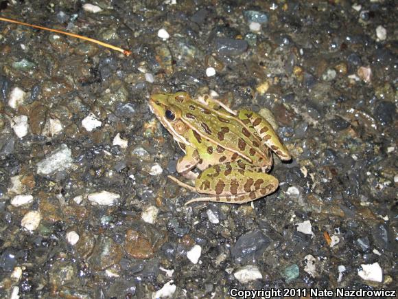 Southern Leopard Frog (Lithobates sphenocephalus utricularius)