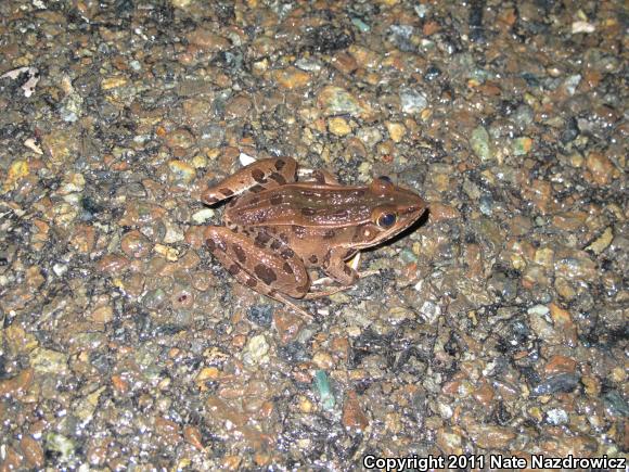 Southern Leopard Frog (Lithobates sphenocephalus utricularius)