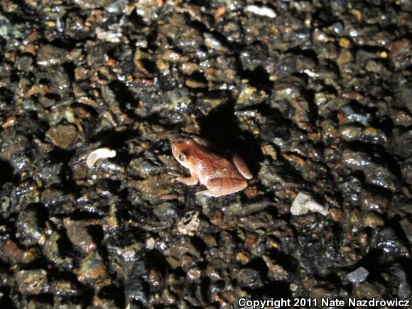 Spring Peeper (Pseudacris crucifer)