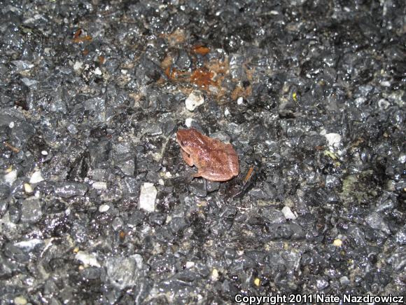 Spring Peeper (Pseudacris crucifer)