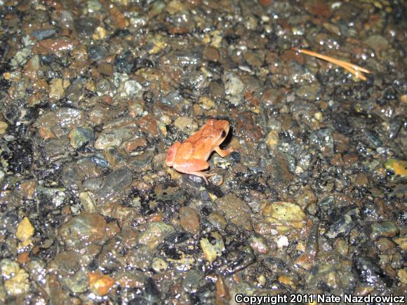 Spring Peeper (Pseudacris crucifer)