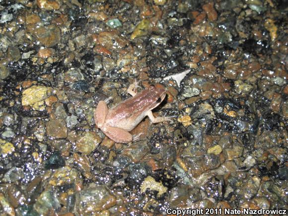 New Jersey Chorus Frog (Pseudacris kalmi)