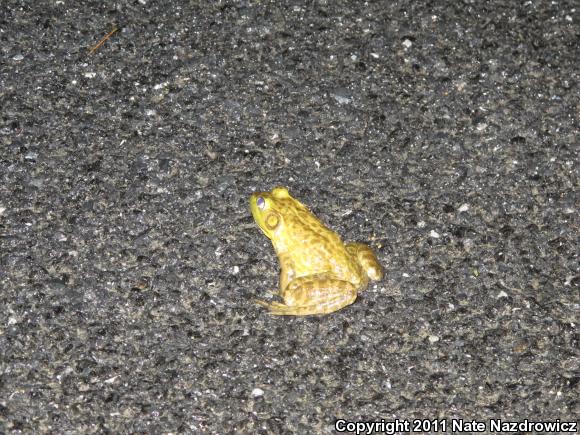 American Bullfrog (Lithobates catesbeianus)