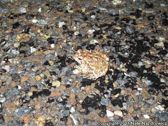 Fowler's Toad (Anaxyrus fowleri)