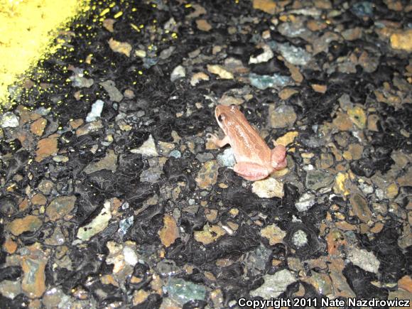 New Jersey Chorus Frog (Pseudacris kalmi)