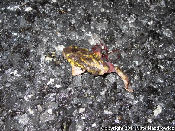 Eastern Spadefoot (Scaphiopus holbrookii)