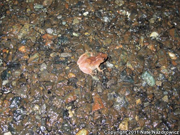 Spring Peeper (Pseudacris crucifer)