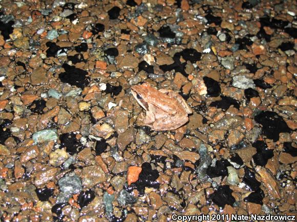 Wood Frog (Lithobates sylvaticus)