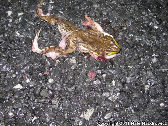 Northern Green Frog (Lithobates clamitans melanota)