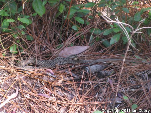 Eastern Gartersnake (Thamnophis sirtalis sirtalis)