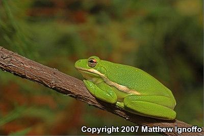 Green Treefrog (Hyla cinerea)