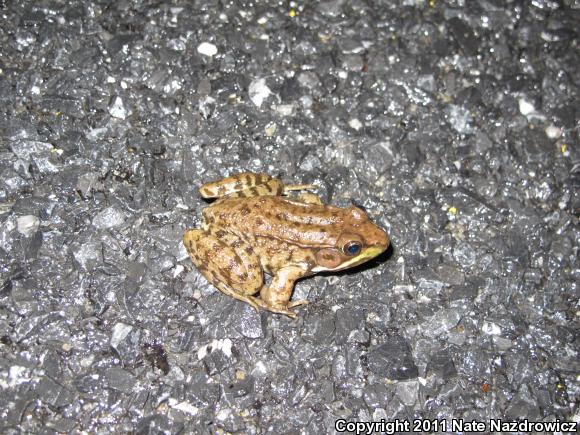 Northern Green Frog (Lithobates clamitans melanota)