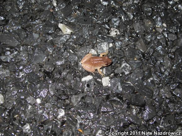 Spring Peeper (Pseudacris crucifer)