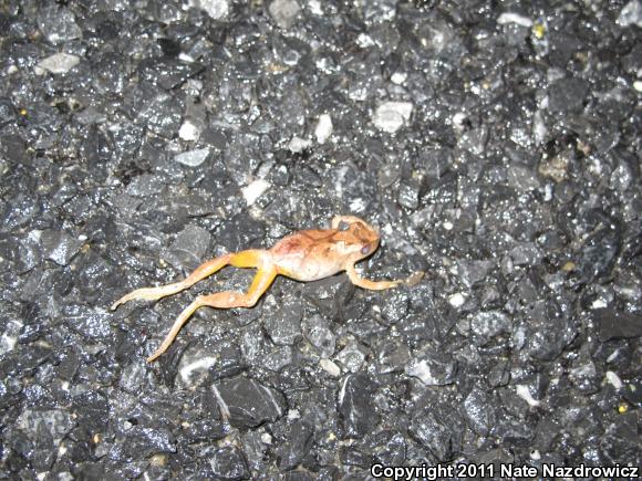 Spring Peeper (Pseudacris crucifer)