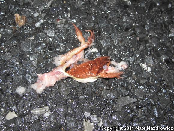 Wood Frog (Lithobates sylvaticus)