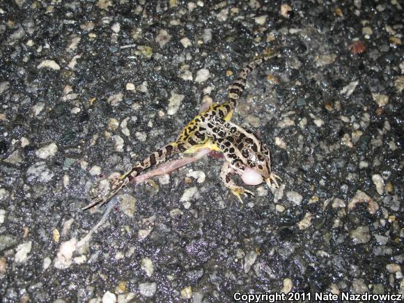 Pickerel Frog (Lithobates palustris)