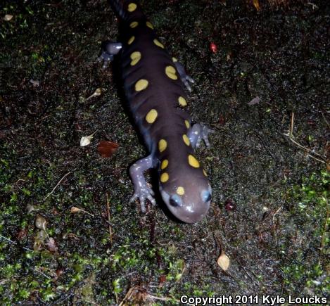 Spotted Salamander (Ambystoma maculatum)