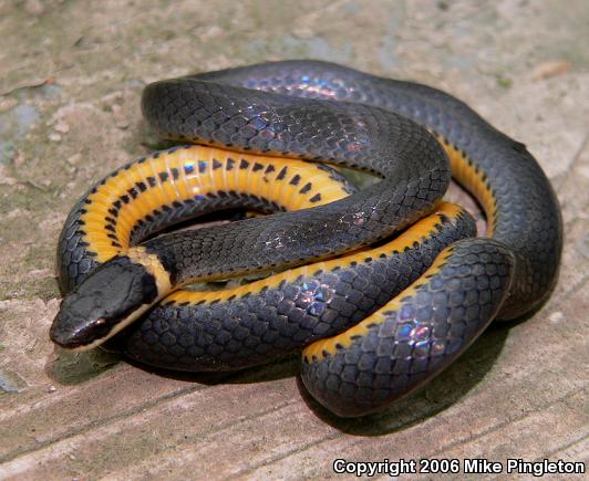 Northern Ring-necked Snake (Diadophis punctatus edwardsii)