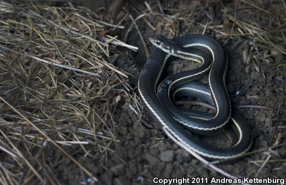 California Striped Racer (Coluber lateralis lateralis)