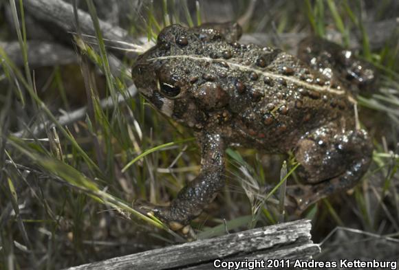 Southern California Toad (Anaxyrus boreas halophilus)