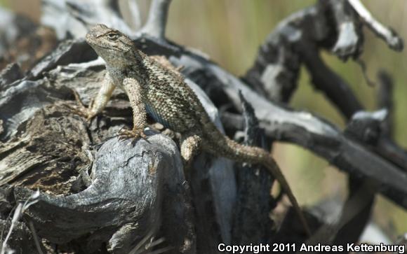 Great Basin Fence Lizard (Sceloporus occidentalis longipes)