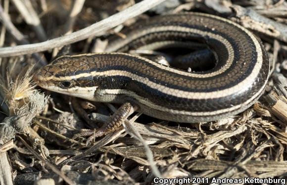 Western Skink (Plestiodon skiltonianus skiltonianus)