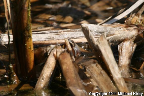 Upland Chorus Frog (Pseudacris feriarum)