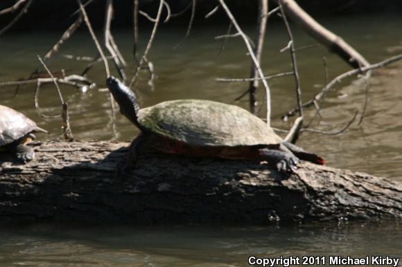 Northern Red-bellied Cooter (Pseudemys rubriventris)