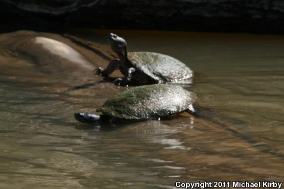 Northern Red-bellied Cooter (Pseudemys rubriventris)