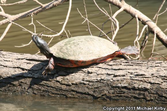 Northern Red-bellied Cooter (Pseudemys rubriventris)