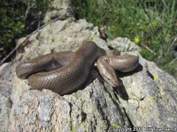 Coastal Rosy Boa (Lichanura trivirgata roseofusca)