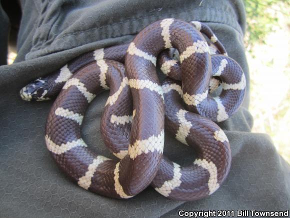 California Kingsnake (Lampropeltis getula californiae)