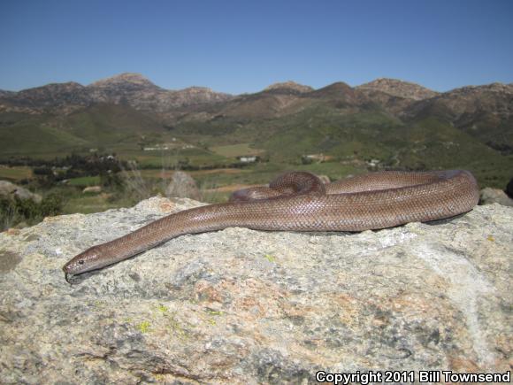 Coastal Rosy Boa (Lichanura trivirgata roseofusca)