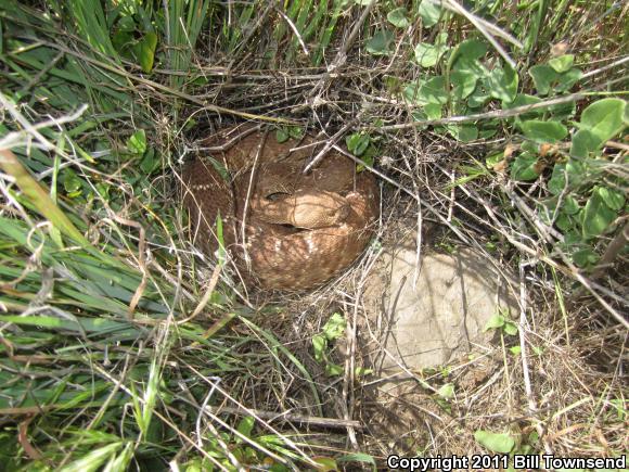 Red Diamond Rattlesnake (Crotalus ruber)